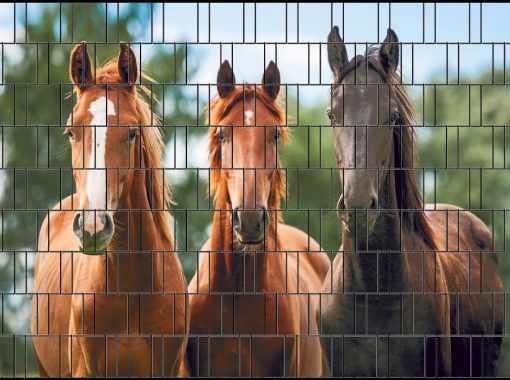 Sichtschutzstreifen Pferde